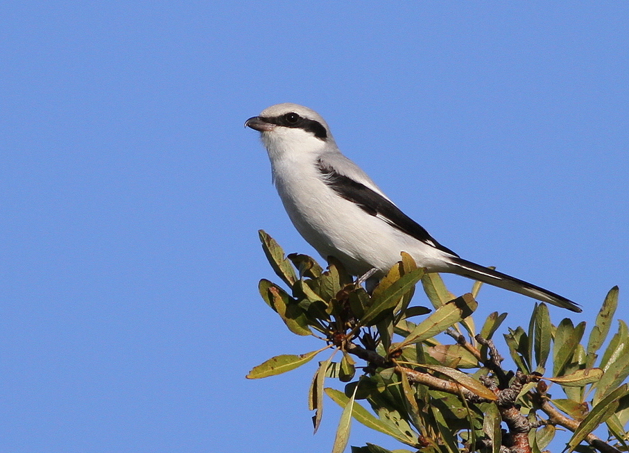 Great Grey Shrike