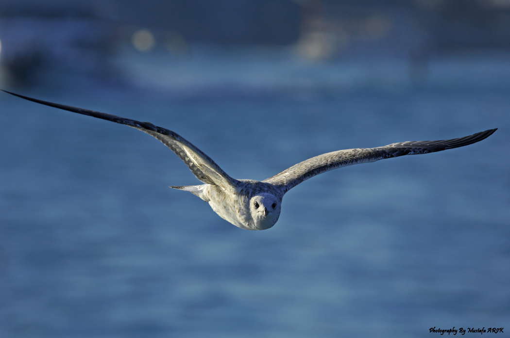 Common Gull