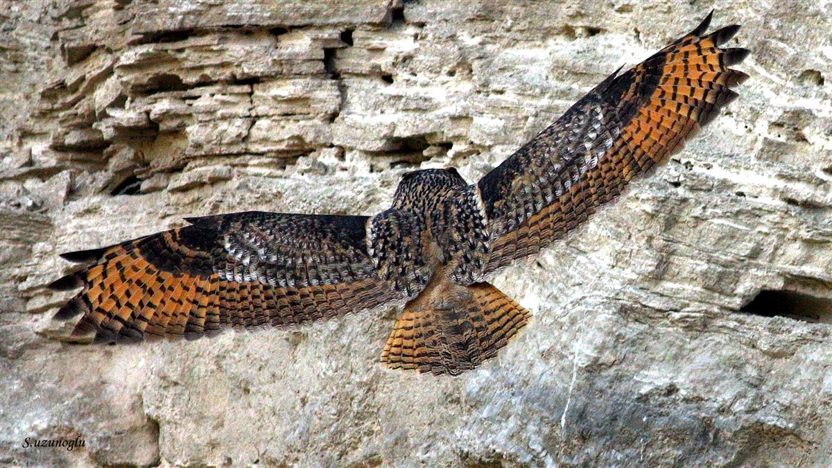 Eurasian Eagle-Owl