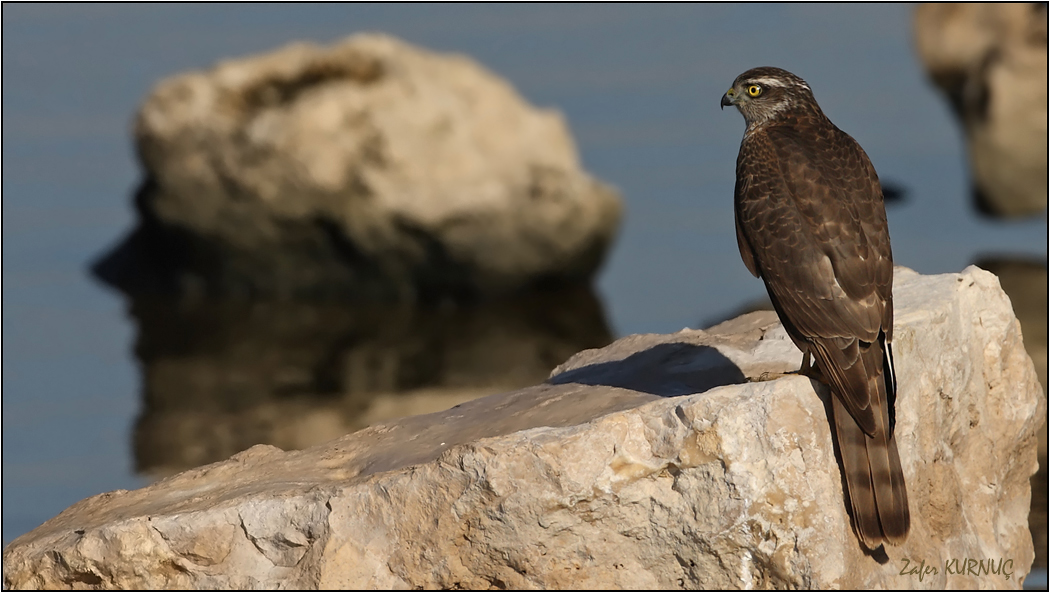 Eurasian Sparrowhawk