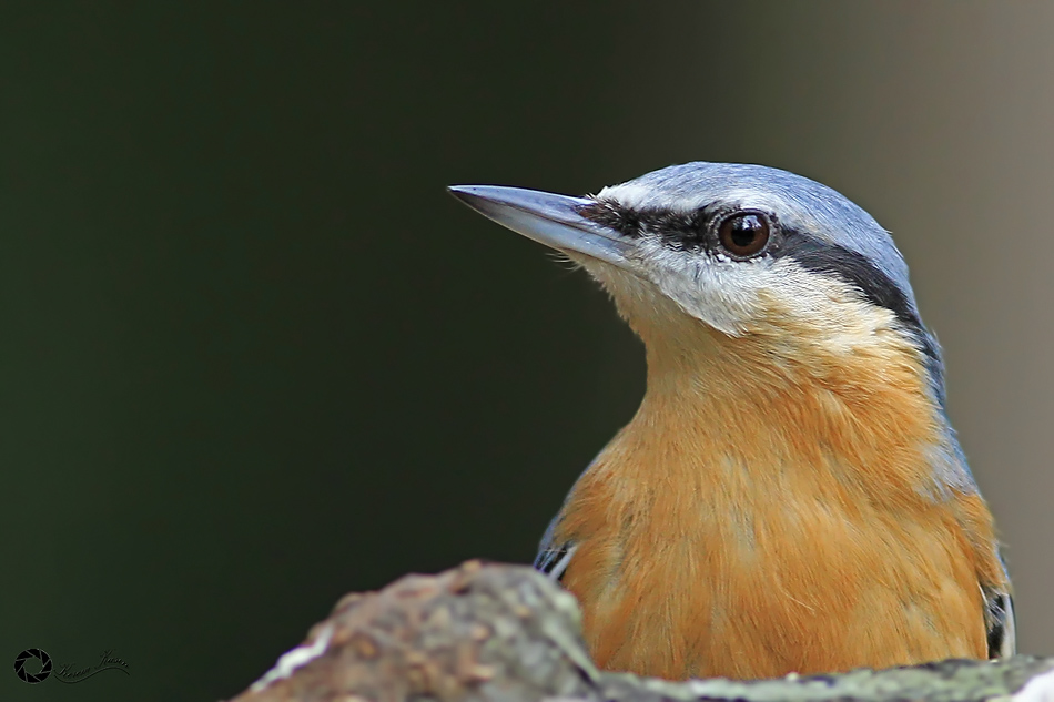 Eurasian Nuthatch
