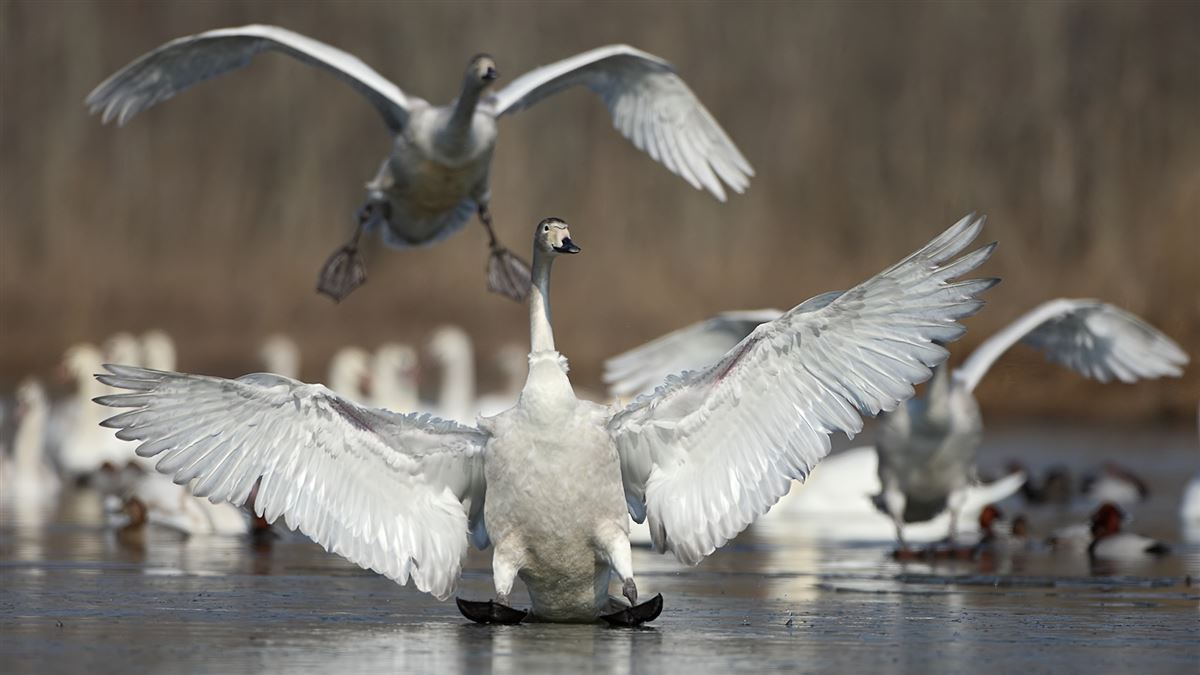 Whooper Swan