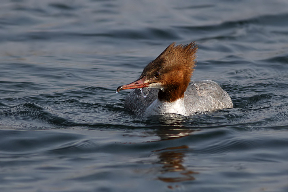 Common Merganser