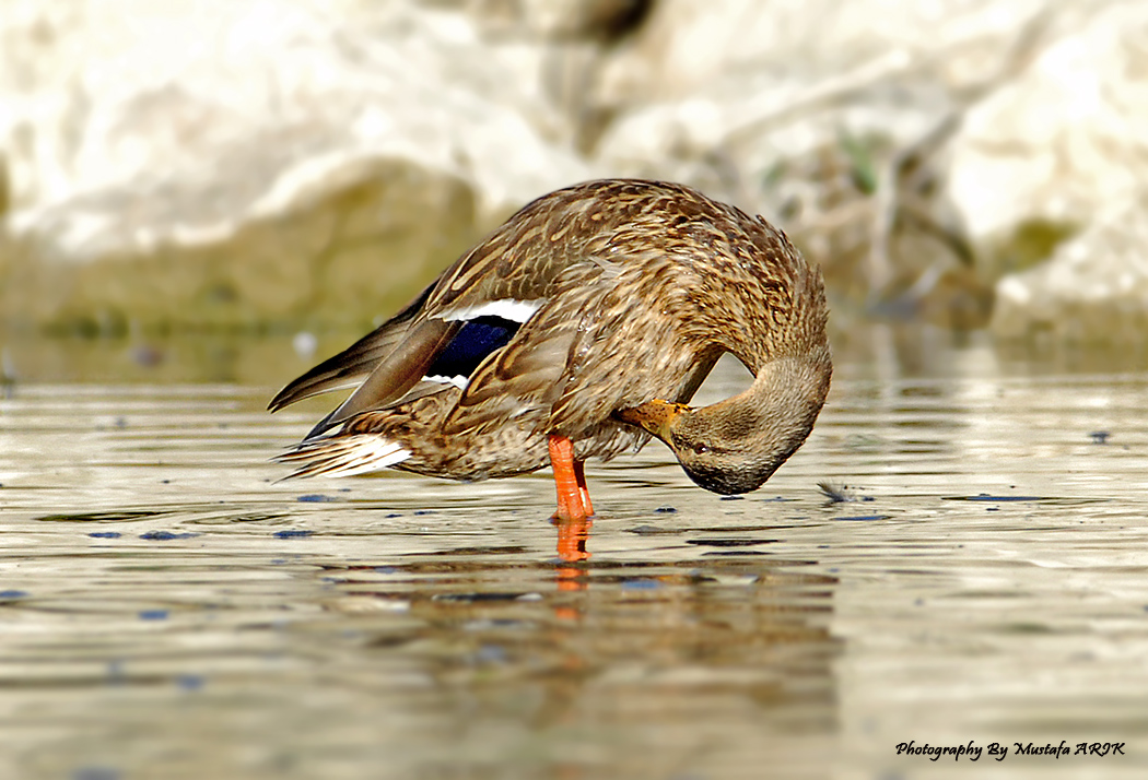 Mallard