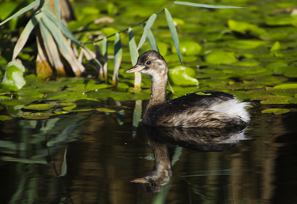 Little Grebe