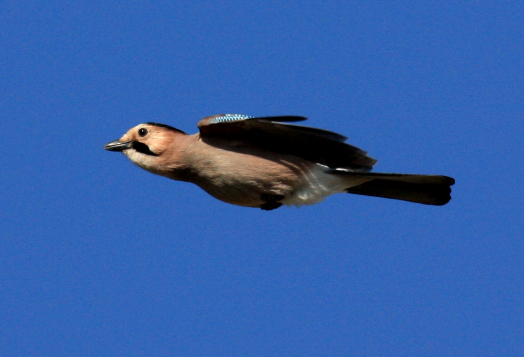 Eurasian Jay