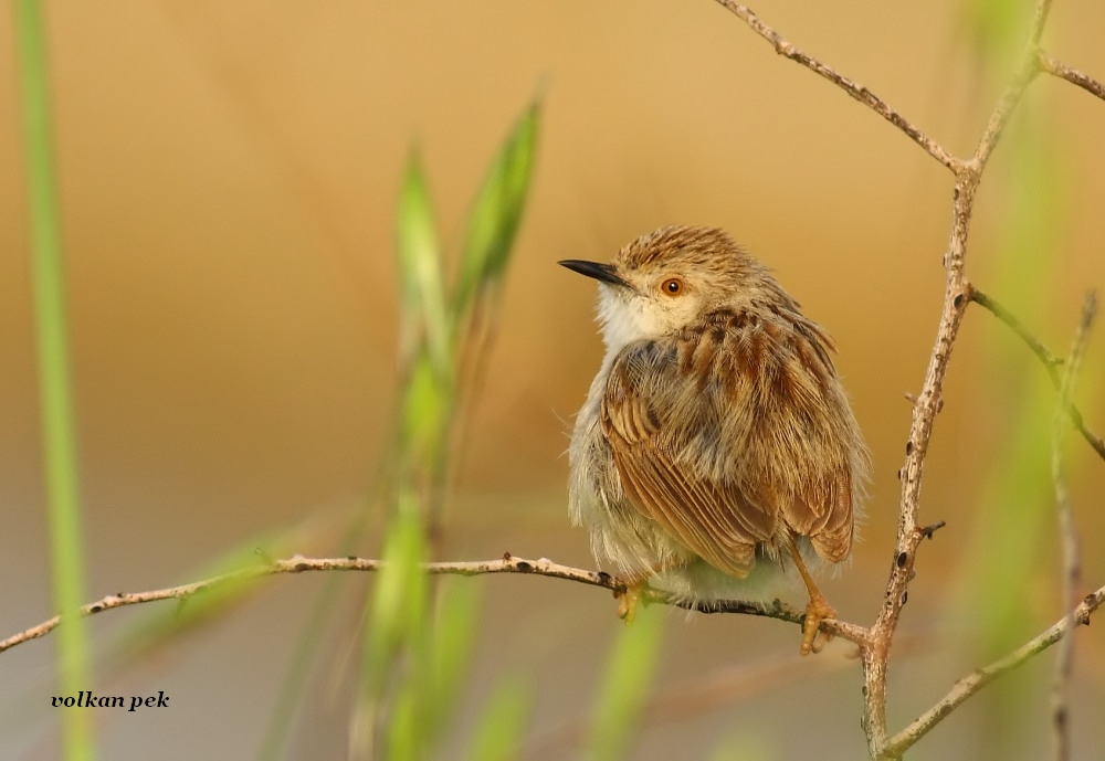 Delicate prinia