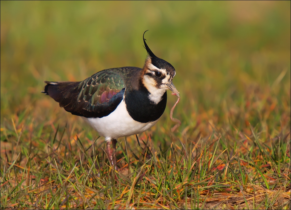 Northern Lapwing