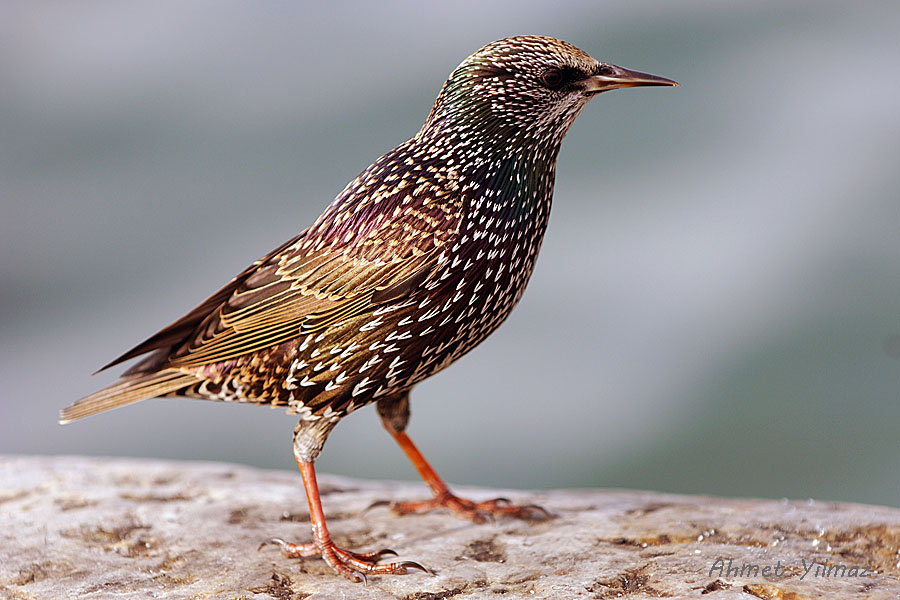 Common Starling