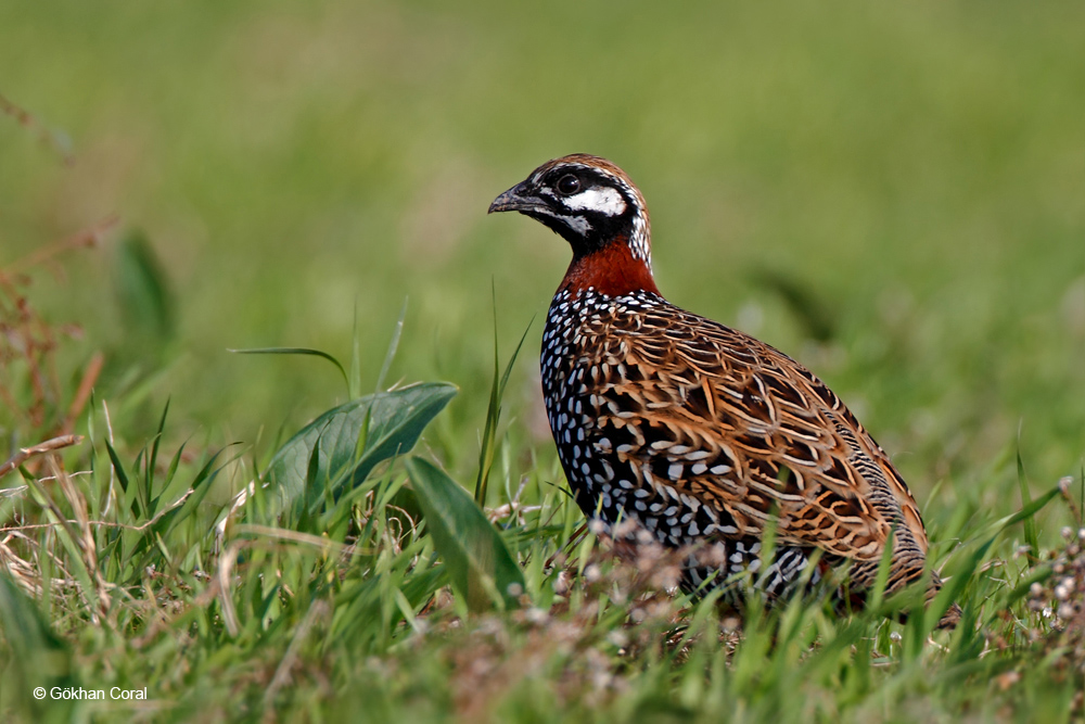 Black Francolin