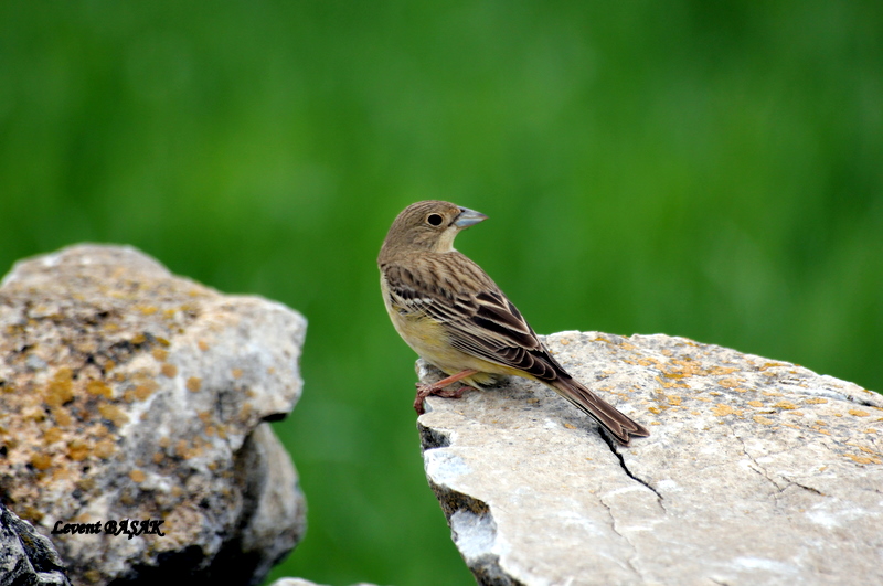 Black-headed Bunting