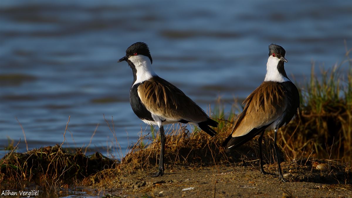 Spur-winged Lapwing