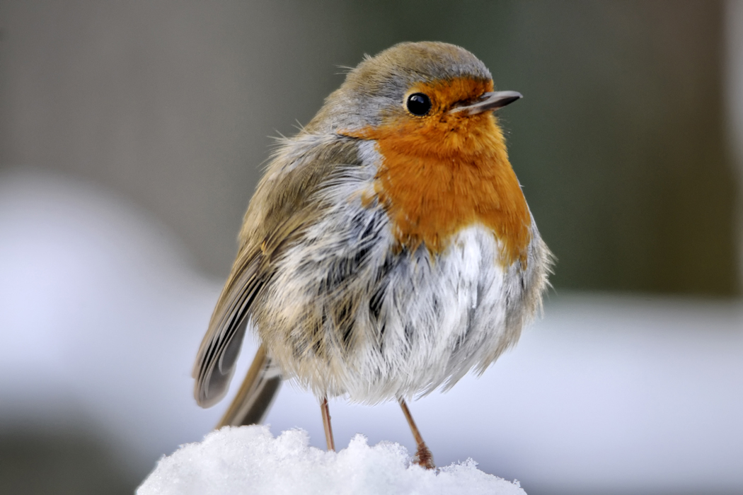 European Robin