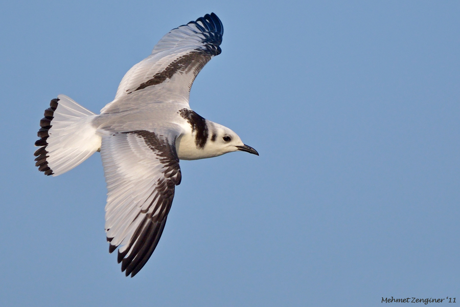 Black-legged Kittiwake