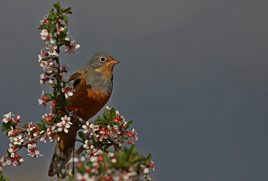 Cretzschmar`s Bunting
