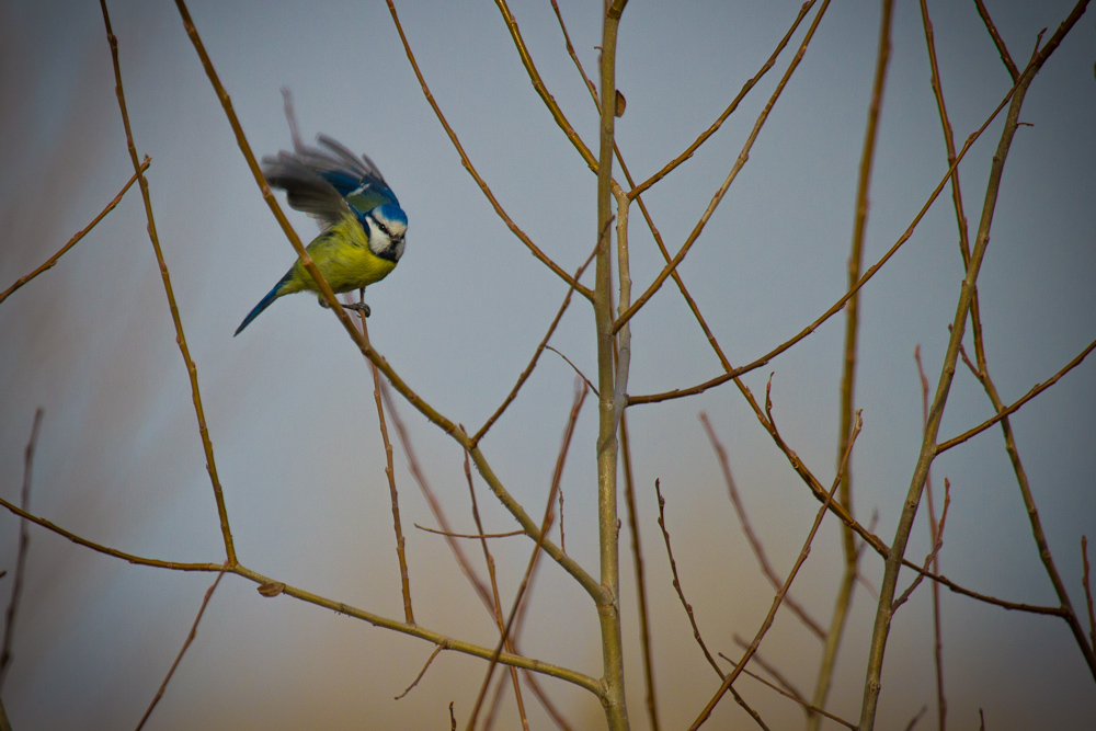 Eurasian Blue Tit