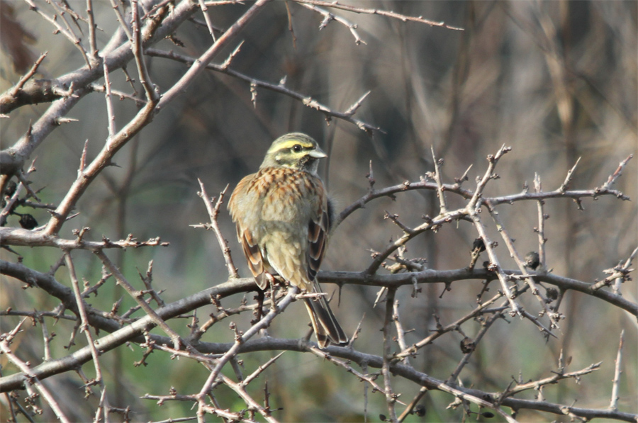 Cirl Bunting