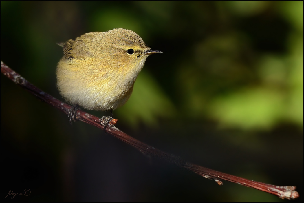 Common Chiffchaff