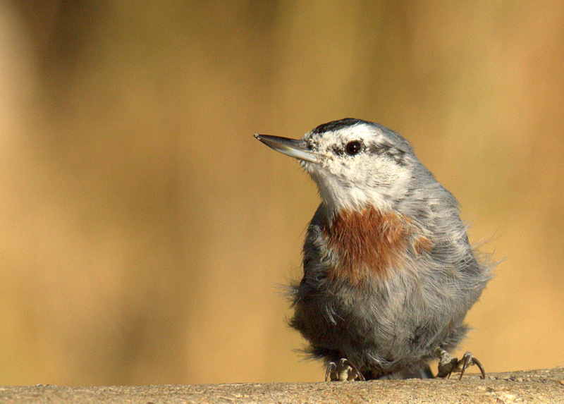 Krüper`s Nuthatch