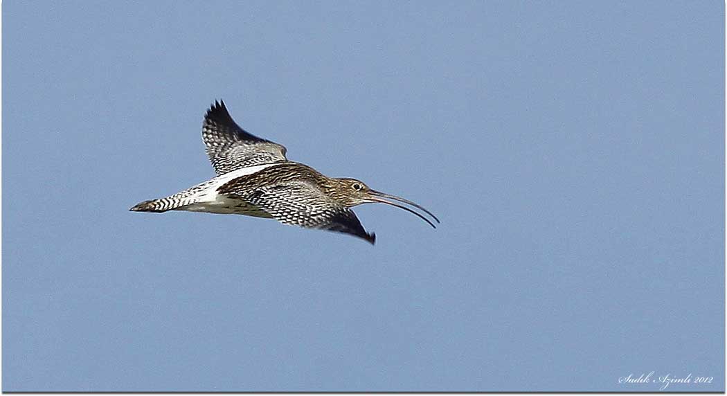 Eurasian Curlew