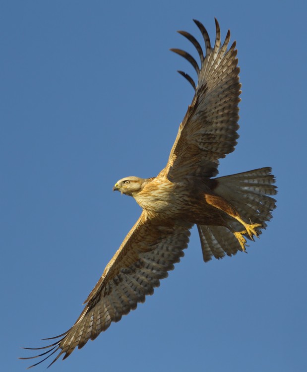 Long-legged Buzzard