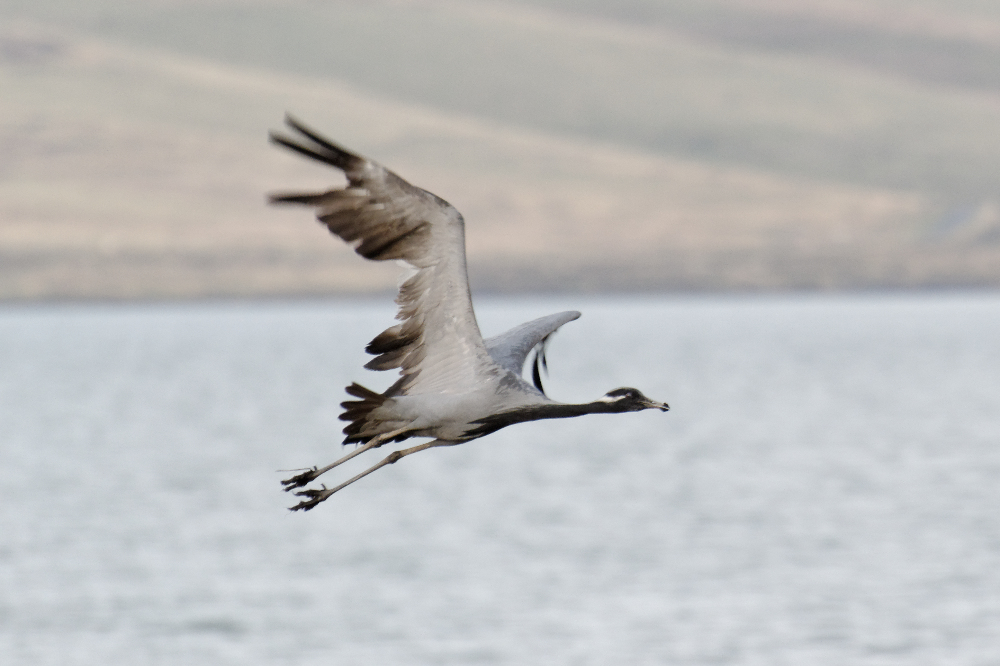 Demoiselle Crane