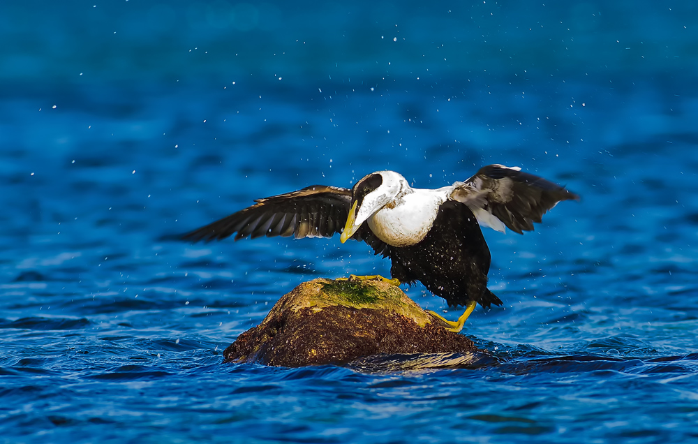 Common Eider