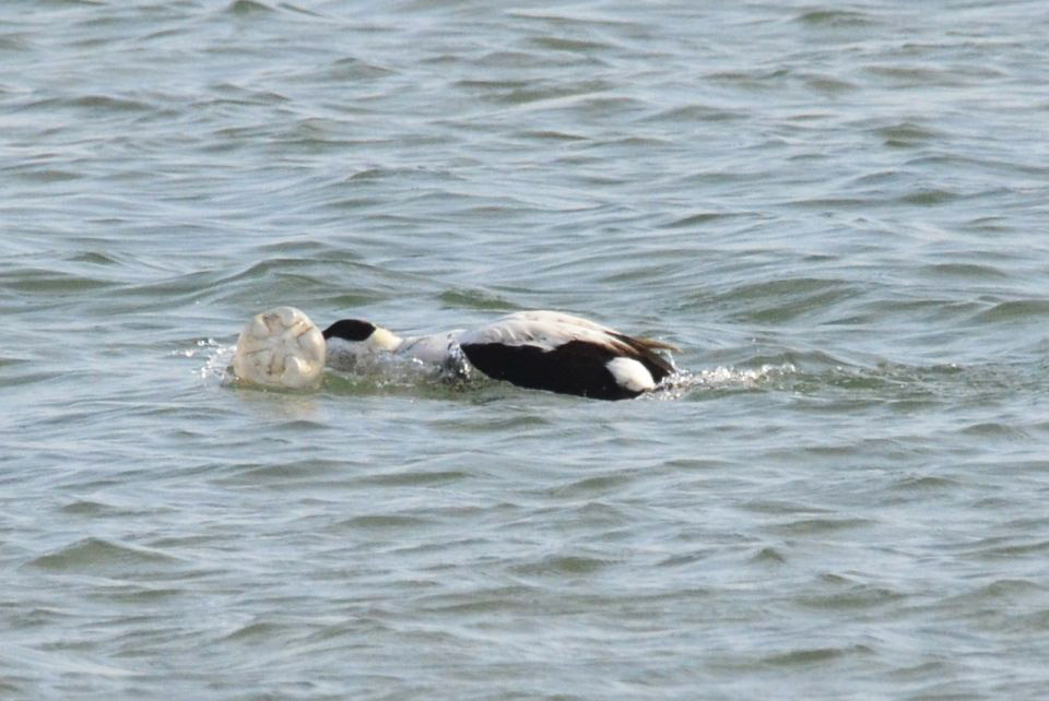 Common Eider