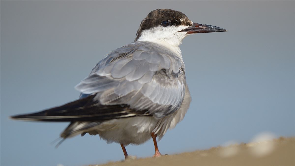 Whiskered Tern