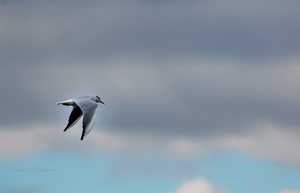 Black-headed Gull
