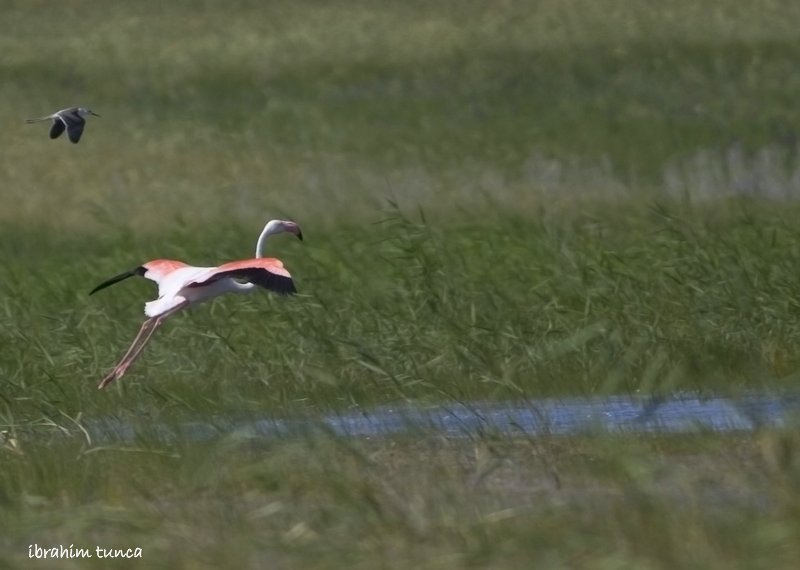 Greater Flamingo