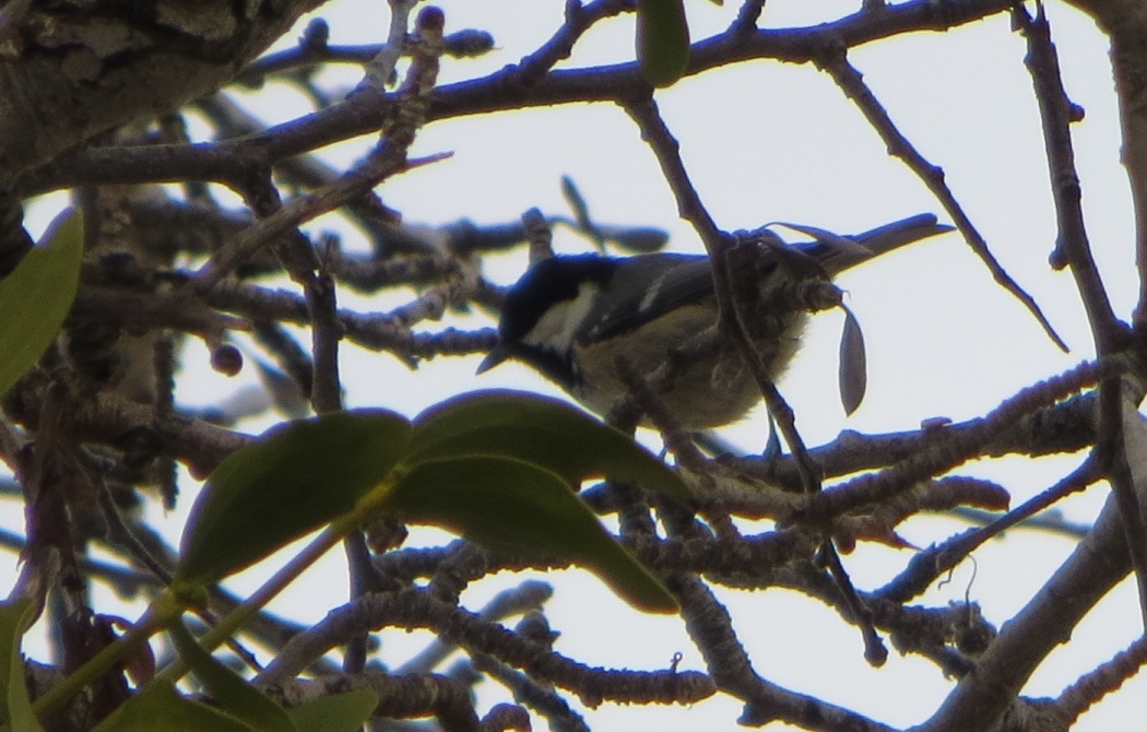 Coal Tit