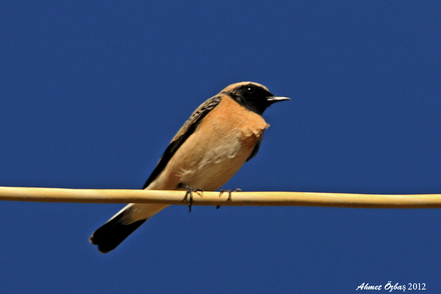 Black-eared Wheatear