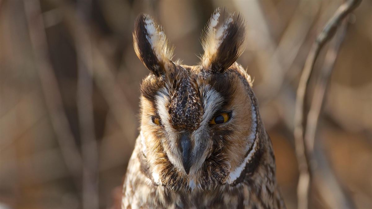 Long-eared Owl