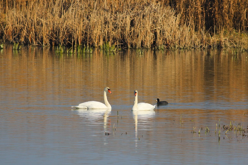 Mute Swan
