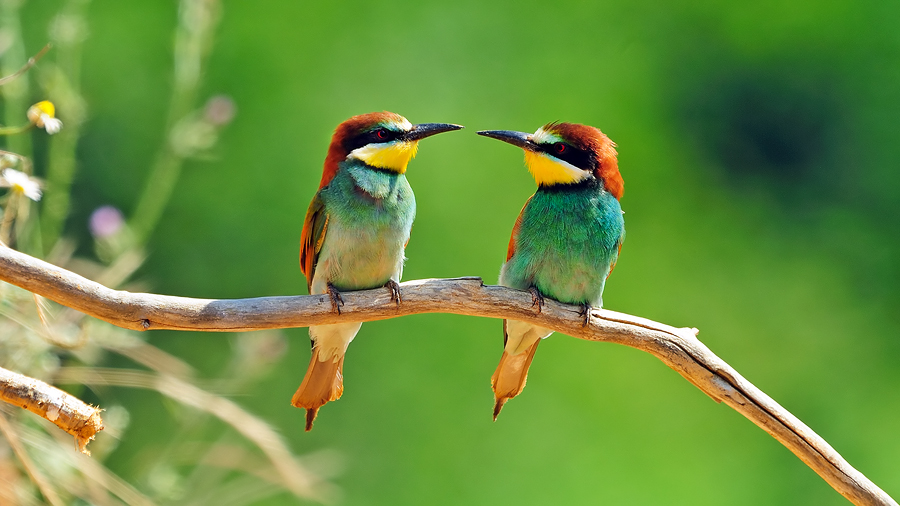 European Bee-eater