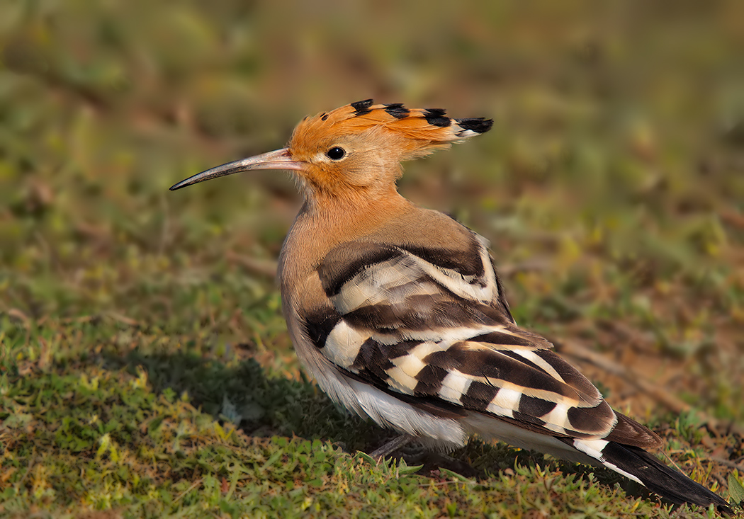 Common Hoopoe
