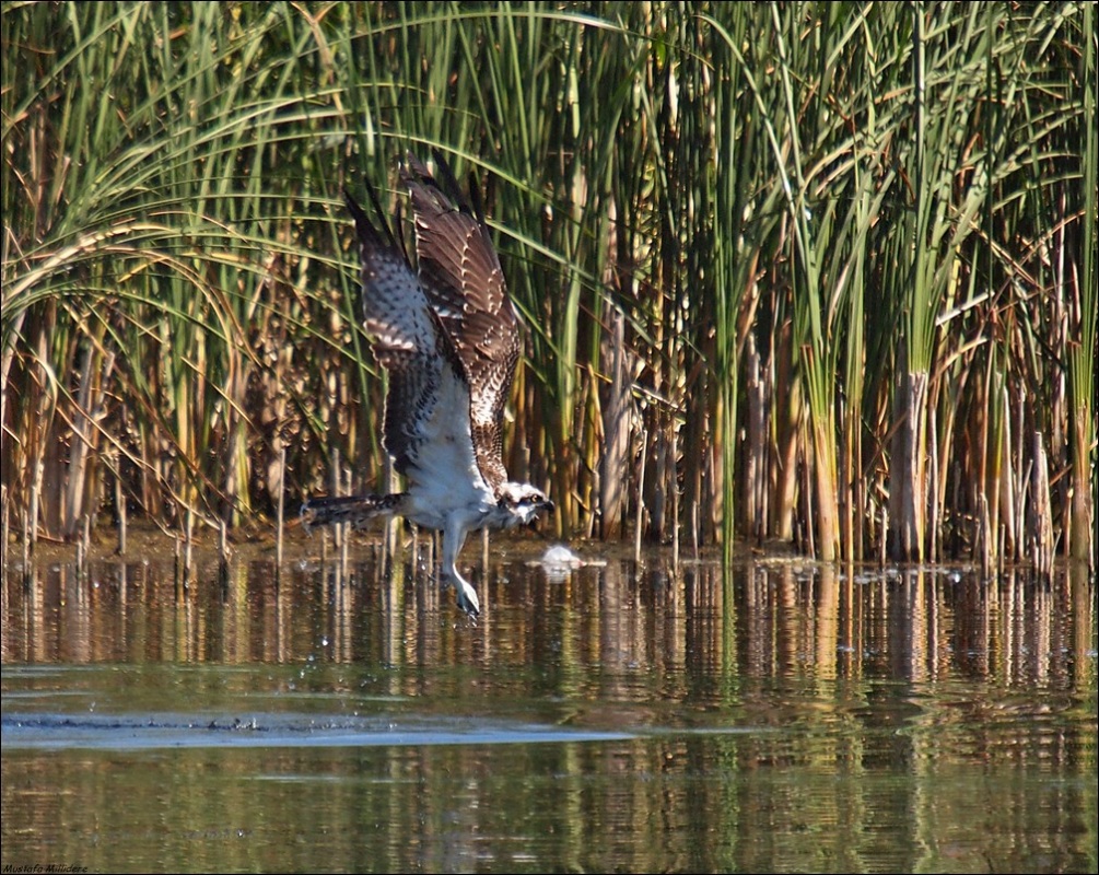 Osprey
