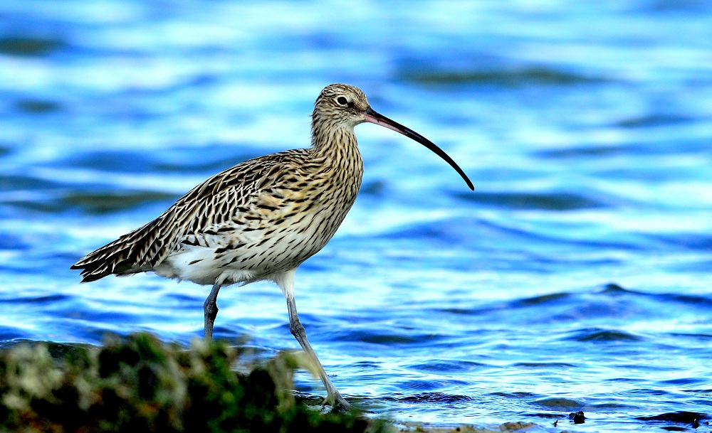 Eurasian Curlew