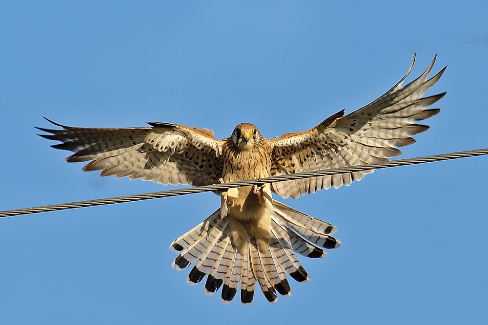 Lesser Kestrel