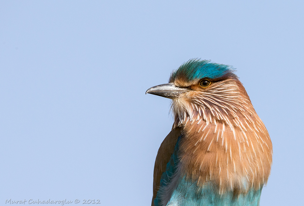 Indian Roller