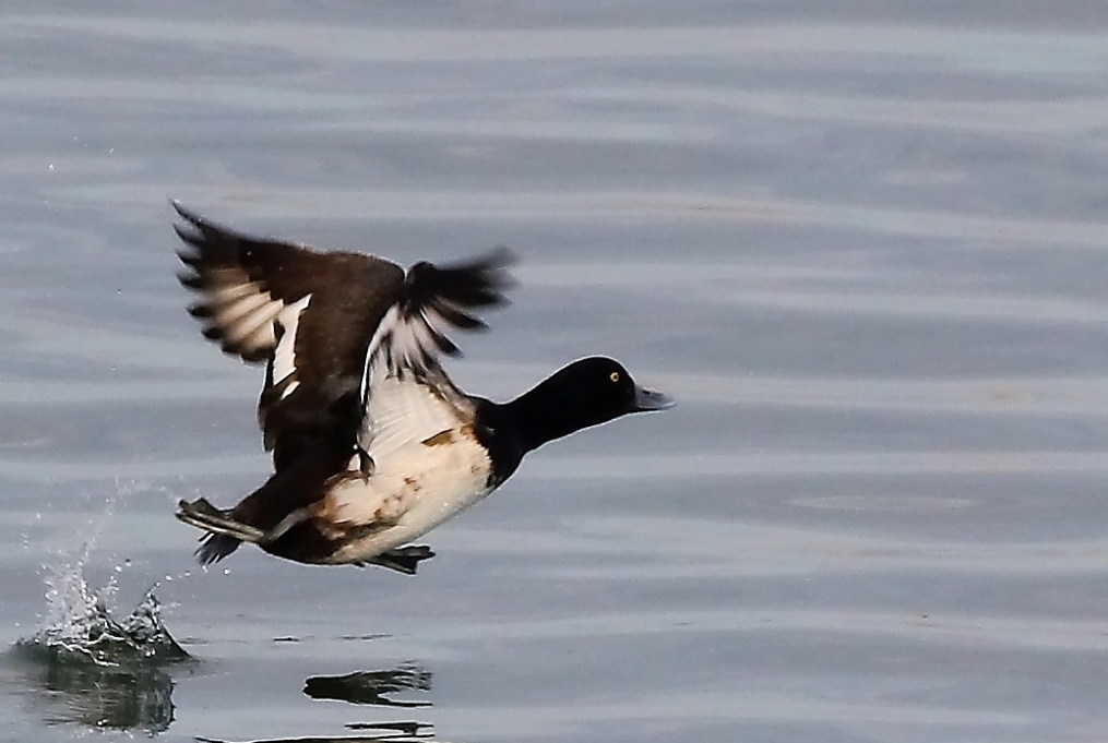 Greater Scaup