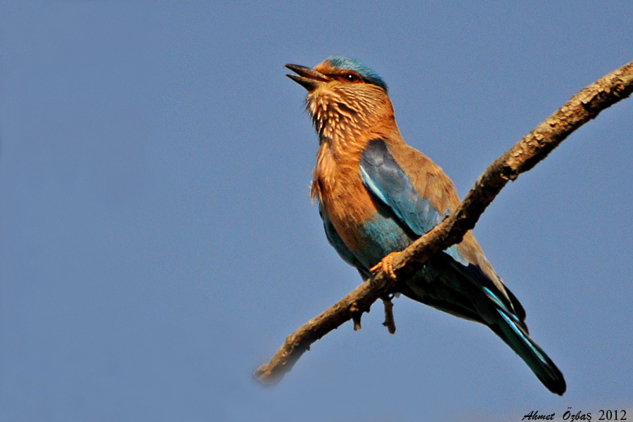 Indian Roller