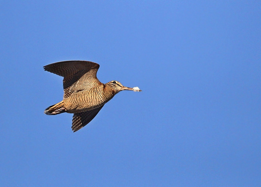 Eurasian Woodcock