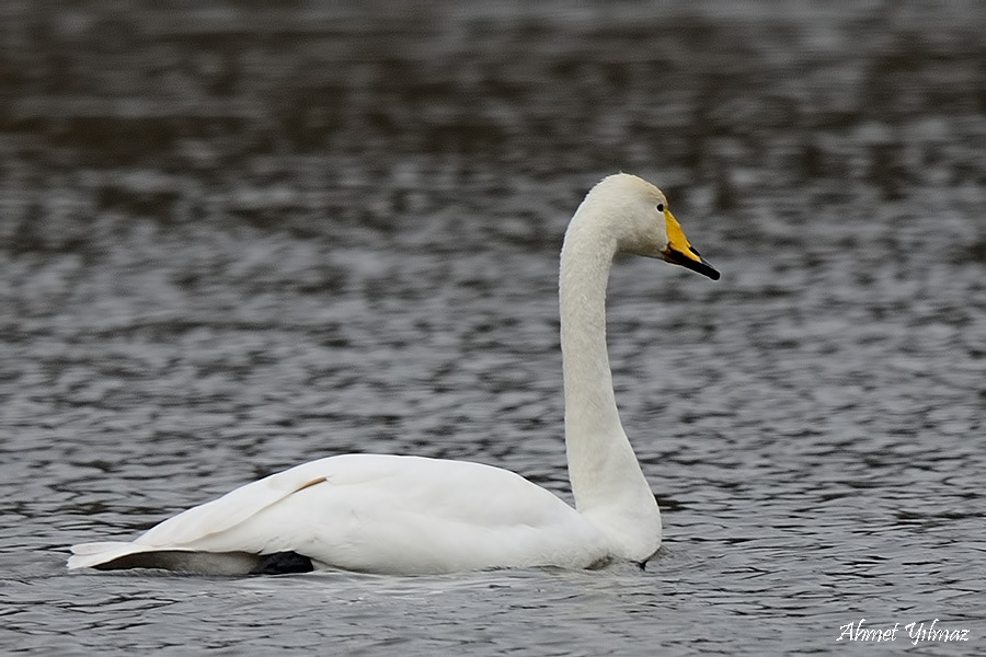 Whooper Swan