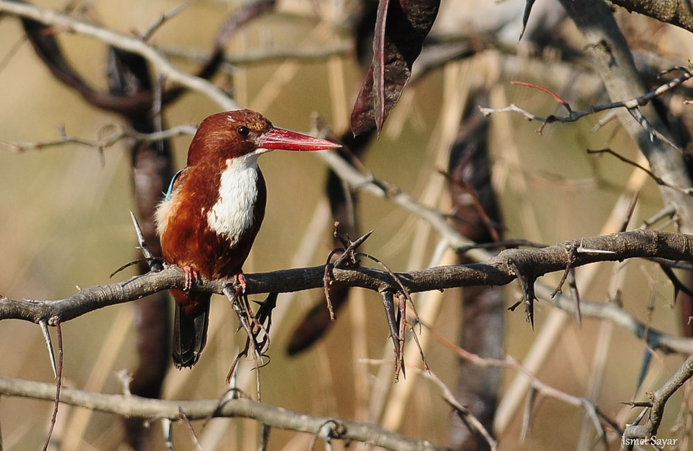 İzmir Yalıçapkını