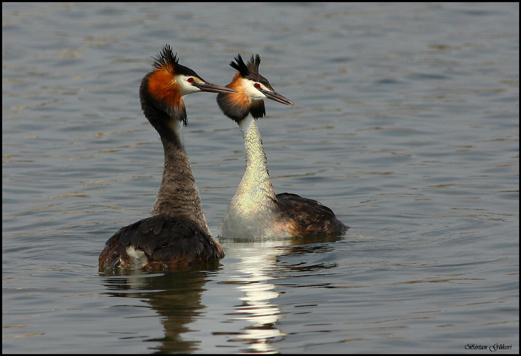 Great Crested Grebe