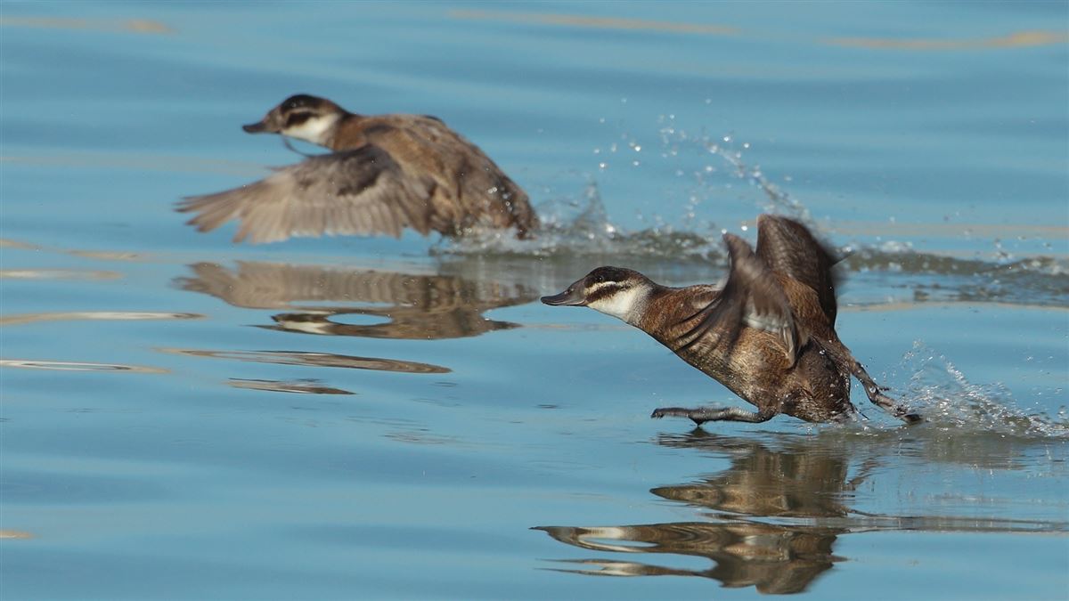 White-headed Duck