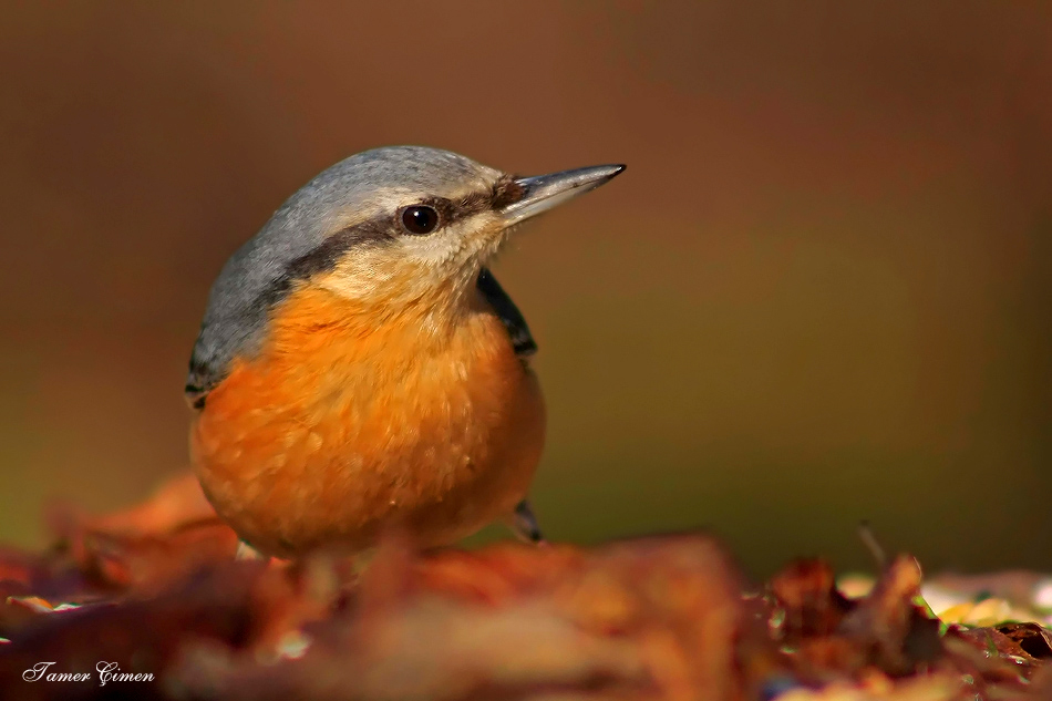 Eurasian Nuthatch