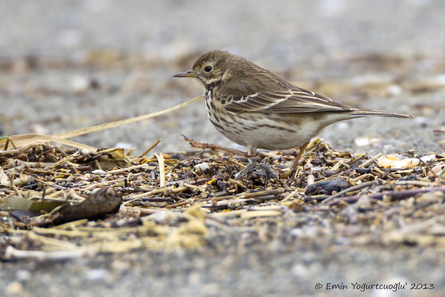 Buff-bellied Pipit